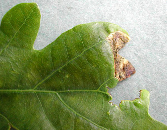 Mine of Orchestes pilosus on Quercus