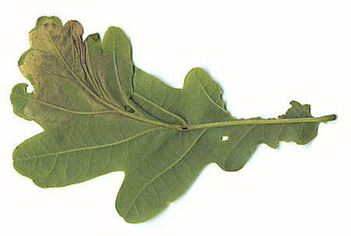 Mine of Orchestes quercus on Quercus robur