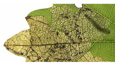 Mine of Orchestes quercus on Quercus robur