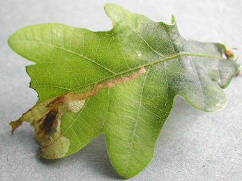 Mine of Orchestes quercus on Quercus