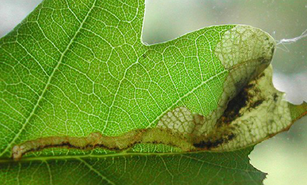 Mine of Orchestes quercus on Quercus