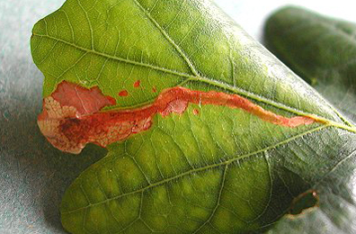 Mine of Orchestes quercus on Quercus