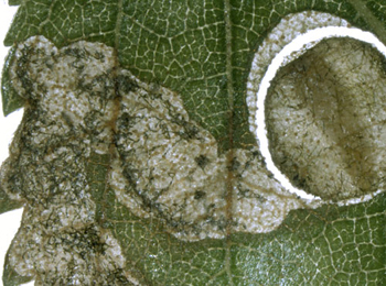 Mine of Orchestes rusci on Betula pendula