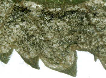 Mine of Orchestes rusci on Betula pendula