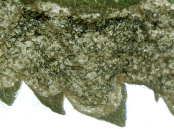 Mine of Orchestes rusci