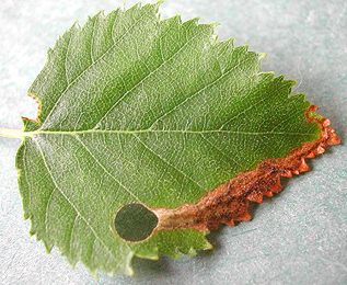 Mine of Orchestes rusci on Betula pendula