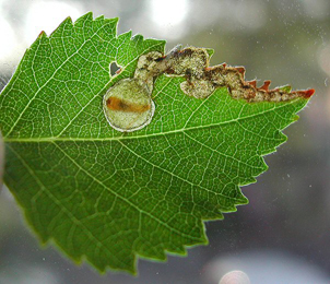 Mine of Orchestes rusci on Tussilago farfara