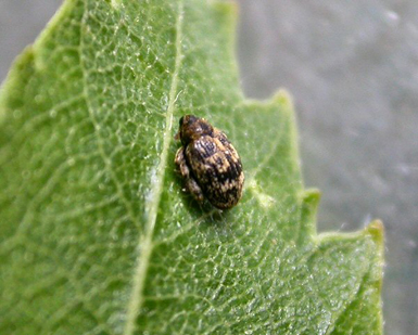 Adult of Orchestes rusci