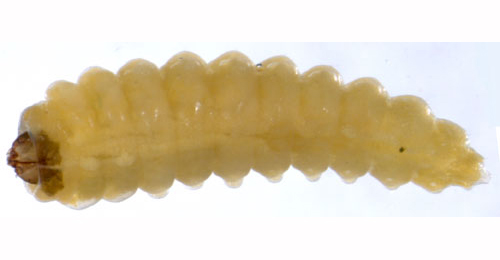 Orchestes rusci larva,  dorsal