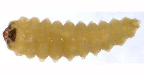 Orchestes rusci larva,  dorsal