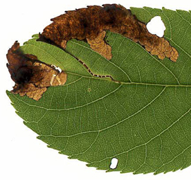 Mine of Orchestes testaceus on Alnus x spaethii