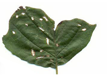 Mine of Orchestes testaceus on Alnus glutinosa