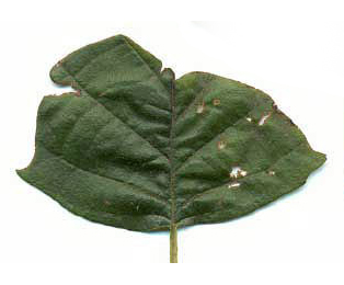 Mine of Orchestes testaceus on Alnus glutinosa