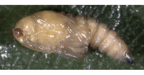 Orchestes quercus larva,  dorsal