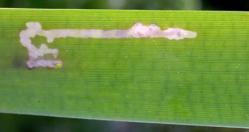 Mine of Orthotelia sparganella on Typha latifolia