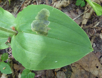 Mine of Paralleloma vittatum on Listera ovata