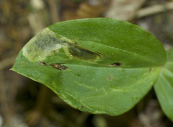 Mine of Paralleloma vittatum on Listera ovata