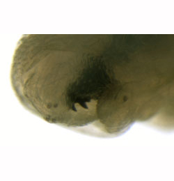 Paralleloma vittatum larva mandibles,  lateral