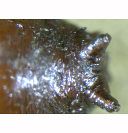 Paralleloma vittatum puparium,  posterior spiracles