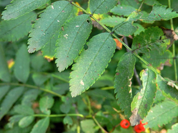 Mines of Paraswammerdamia nebulella on Sorbus aucuparia 