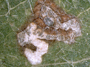 Mines of Paraswammerdamia nebulella on Sorbus aucuparia 