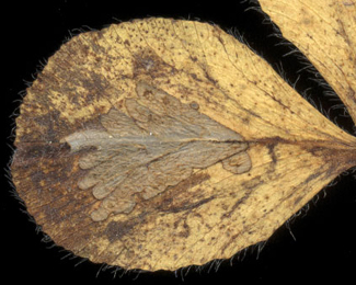 Mine of Parectopa ononidis on Trifolium pratense