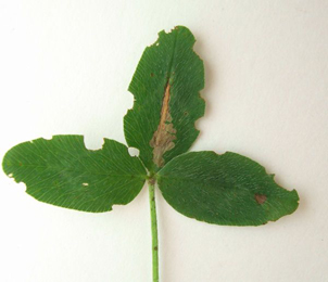 Mine of Parectopa ononidis on Trifolium pratense