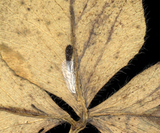 Mine of Parectopa ononidis on Trifolium pratense
