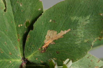 Mine of Parectopa ononidis on Trifolium