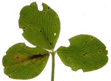 Mine of Parectopa ononidis on Trifolium