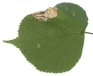 Mine of Parna apicalis on Tilia x vulgaris