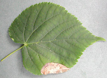 Mine of Parna apicalis on Tilia