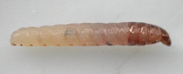 Larva of Parna apicalis