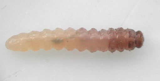 Larva of Parna apicalis
