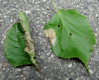 Mine of Parna tenella on Tilia sp.