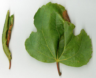 Mine of Parna tenella on Tilia sp.