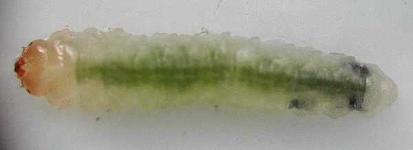 Larva of Parna tenella