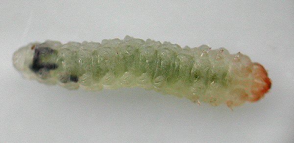Larva of Parna tenella