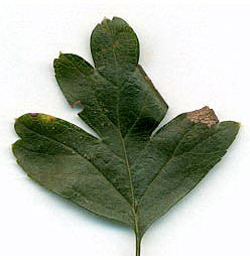 Mine of Parornix anglicella on Crataegus monogya