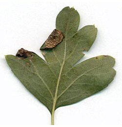 Mine of Parornix anglicella on Crataegus monogya