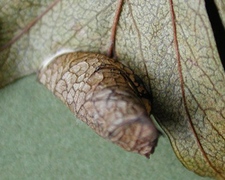 Mine of Parornix anglicella