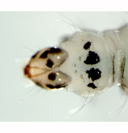 Parornix anglicella larva