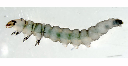 Parornix anglicella free-living larva,  lateral