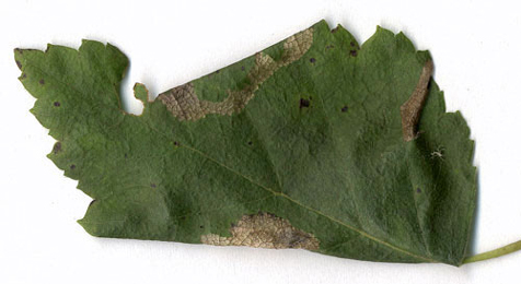 Mines of Parornix betulae on Betula pubescens