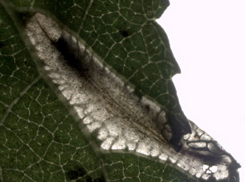 Vacated mine of Parornix betulae on Betula pubescens