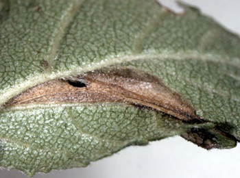 Mine of Parornix betulae on Betula pubescens