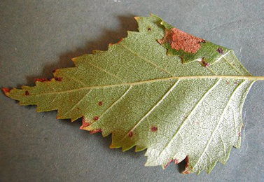 Mine of Parornix betulae on Betula