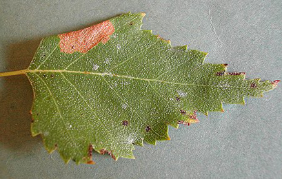 Mine of Parornix betulae on Betula