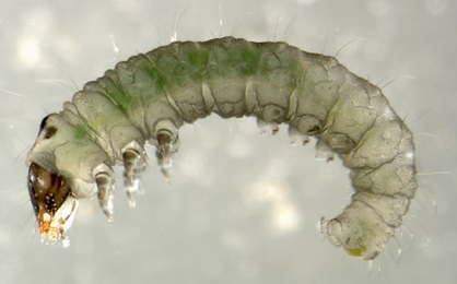 Parornix betulae larva,  lateral