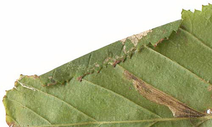 Mine of Parornix carpinella on Carpinus betulus